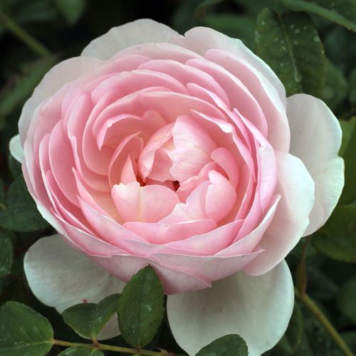 Vendita, rose rose inglesi - rosa - Rosa Ausblush - rosa intensamente profumata - David Austin - Se vogliamo ottenere il miglior effetto da questa rosa, dovremmo fare in modo che si arrampichi su una pianta perenne o un cespuglio.